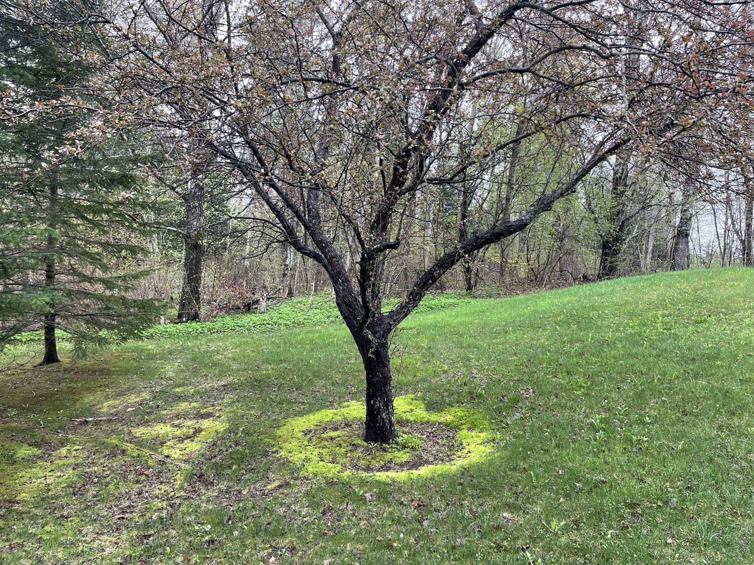 A Tree Growing On A Grass Field With Other Trees