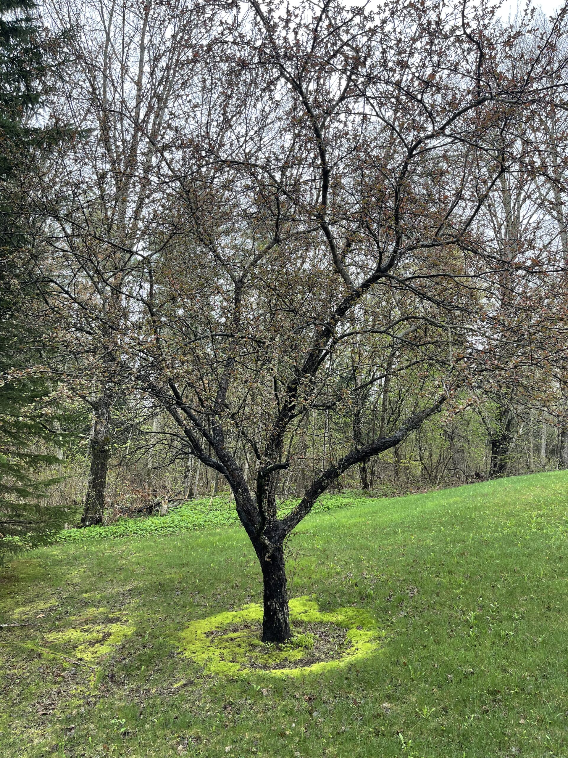 A Tree Growing On A Grass Field